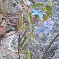 Oxypetalum coeruleum at Fadden, ACT - 11 Jan 2023