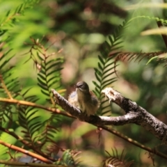 Sericornis frontalis (White-browed Scrubwren) at Blue Mountains National Park - 25 Dec 2022 by Rixon