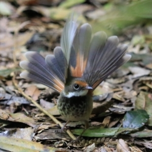 Rhipidura rufifrons at Blue Mountains National Park, NSW - 25 Dec 2022