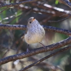 Acanthiza pusilla (Brown Thornbill) at Blue Mountains National Park - 25 Dec 2022 by Rixon