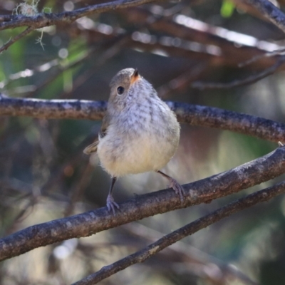 Acanthiza pusilla (Brown Thornbill) at Blue Mountains National Park - 25 Dec 2022 by Rixon