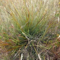 Lomandra multiflora at Molonglo Valley, ACT - 11 Jan 2023 07:33 AM