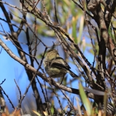 Acanthiza lineata (Striated Thornbill) at Blue Mountains National Park, NSW - 25 Dec 2022 by Rixon