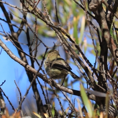 Acanthiza lineata (Striated Thornbill) at Blue Mountains National Park - 25 Dec 2022 by Rixon