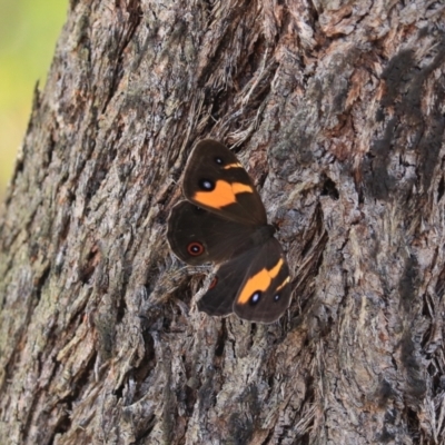 Tisiphone abeona (Varied Sword-grass Brown) at Katoomba, NSW - 25 Dec 2022 by Rixon