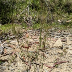 Dichelachne rara at Paddys River, ACT - suppressed