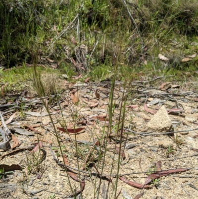 Dichelachne rara (Plume Grass) at Paddys River, ACT - 8 Jan 2023 by MattM