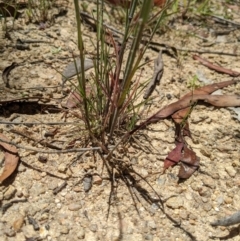 Dichelachne rara at Paddys River, ACT - suppressed