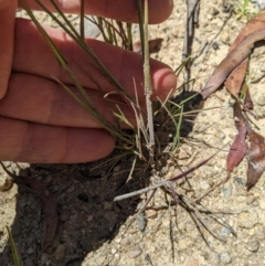 Dichelachne rara at Paddys River, ACT - suppressed