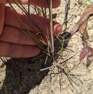 Dichelachne rara at Paddys River, ACT - suppressed