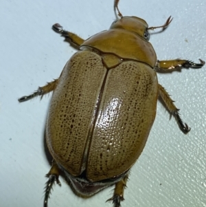 Anoplognathus porosus at QPRC LGA - 8 Jan 2023