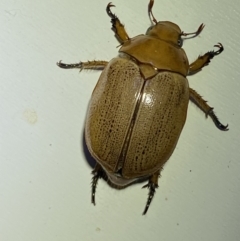 Anoplognathus porosus at QPRC LGA - suppressed