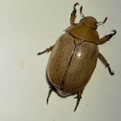 Anoplognathus porosus at QPRC LGA - 8 Jan 2023