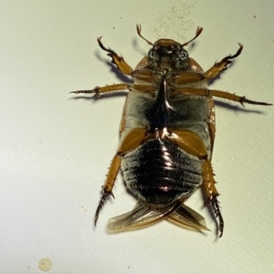 Anoplognathus porosus at QPRC LGA - 8 Jan 2023