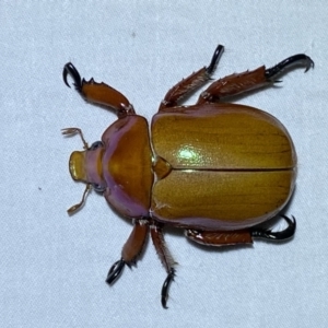 Anoplognathus montanus at Jerrabomberra, NSW - suppressed