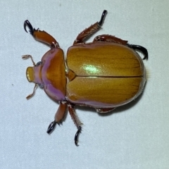 Anoplognathus montanus at Jerrabomberra, NSW - suppressed