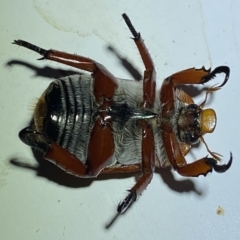 Anoplognathus montanus at Jerrabomberra, NSW - suppressed