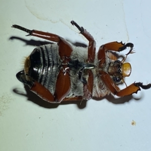 Anoplognathus montanus at Jerrabomberra, NSW - suppressed