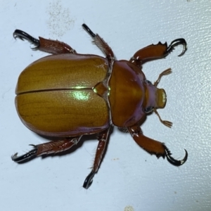 Anoplognathus montanus at Jerrabomberra, NSW - suppressed