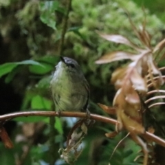 Gerygone mouki (Brown Gerygone) at Blackheath, NSW - 25 Dec 2022 by Rixon