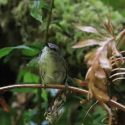 Gerygone mouki (Brown Gerygone) at Blackheath, NSW - 25 Dec 2022 by Rixon