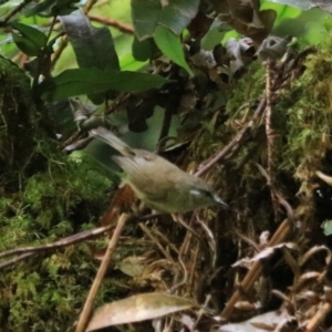 Gerygone mouki at Blackheath, NSW - 25 Dec 2022