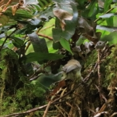 Gerygone mouki at Blackheath, NSW - 25 Dec 2022