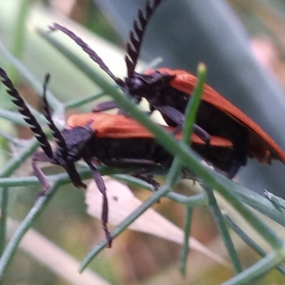 Porrostoma rhipidium (Long-nosed Lycid (Net-winged) beetle) at Paddys River, ACT - 2 Jan 2023 by michaelb