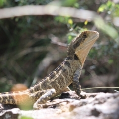 Intellagama lesueurii lesueurii (Eastern Water Dragon) at Blue Mountains National Park, NSW - 25 Dec 2022 by Rixon