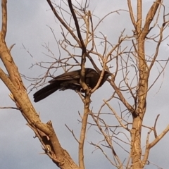 Corcorax melanorhamphos (White-winged Chough) at Paddys River, ACT - 2 Jan 2023 by michaelb