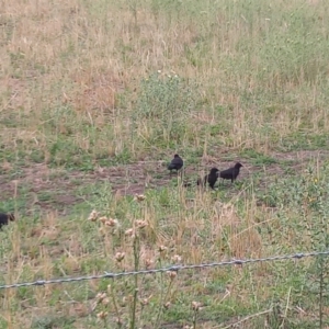 Corcorax melanorhamphos at Paddys River, ACT - 2 Jan 2023 07:25 PM