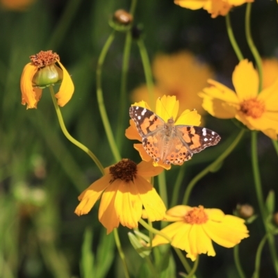 Vanessa kershawi (Australian Painted Lady) at Katoomba, NSW - 26 Dec 2022 by Rixon
