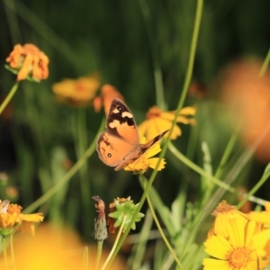 Heteronympha merope at Katoomba, NSW - 26 Dec 2022