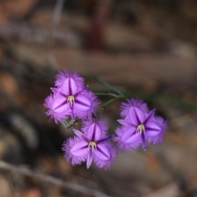 Thysanotus (Genus) (Fringe Lily) at Katoomba, NSW - 26 Dec 2022 by Rixon