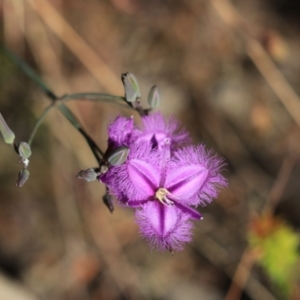 Thysanotus sp. at Katoomba, NSW - 26 Dec 2022