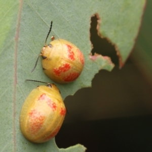 Paropsisterna fastidiosa at Jeir, NSW - 11 Jan 2023