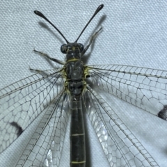 Bandidus canifrons (An Antlion Lacewing) at Jerrabomberra, NSW - 8 Jan 2023 by SteveBorkowskis