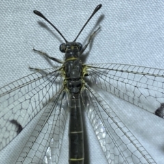 Bandidus canifrons (An Antlion Lacewing) at Jerrabomberra, NSW - 8 Jan 2023 by Steve_Bok