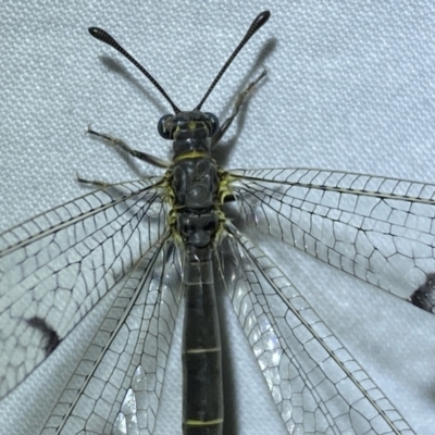 Bandidus canifrons (An Antlion Lacewing) at Jerrabomberra, NSW - 8 Jan 2023 by SteveBorkowskis