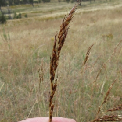 Sorghum leiocladum (Wild Sorghum) at Molonglo Valley, ACT - 11 Jan 2023 by sangio7