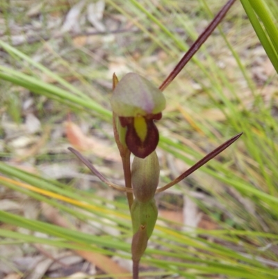 Orthoceras strictum (Horned Orchid) at Wonboyn, NSW - 11 Jan 2023 by Venture