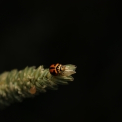 Micraspis frenata (Striped Ladybird) at Murrumbateman, NSW - 11 Jan 2023 by amiessmacro