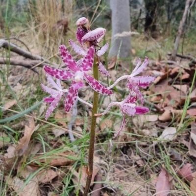 Dipodium variegatum (Blotched Hyacinth Orchid) at Narooma, NSW - 11 Jan 2023 by Csteele4