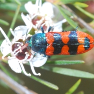 Castiarina crenata at Stromlo, ACT - 8 Jan 2023 04:27 PM