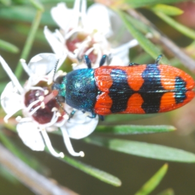 Castiarina crenata (Jewel beetle) at Stromlo, ACT - 8 Jan 2023 by Harrisi