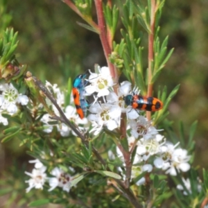 Castiarina crenata at Stromlo, ACT - 8 Jan 2023