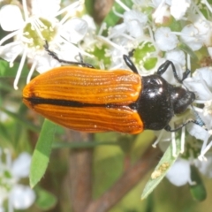 Castiarina rufipennis (Jewel beetle) at Stromlo, ACT - 8 Jan 2023 by Harrisi