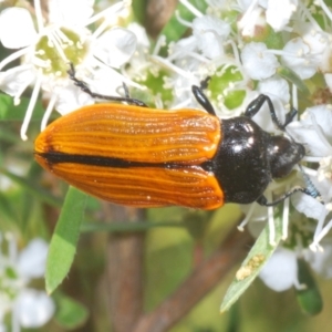 Castiarina rufipennis at Stromlo, ACT - 8 Jan 2023