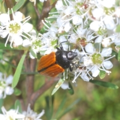 Castiarina rufipennis at Stromlo, ACT - 8 Jan 2023