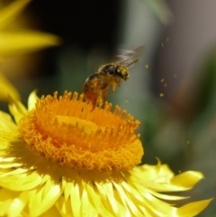 Lasioglossum (Chilalictus) sp. (genus & subgenus) (Halictid bee) at Acton, ACT - 11 Jan 2023 by darrenw